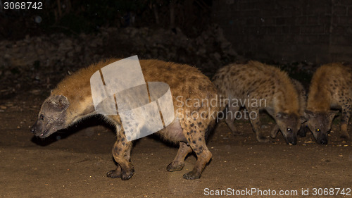 Image of Spotted wild hyenas