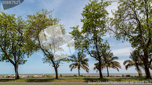 Image of Trees by the shores of Maputo Bay