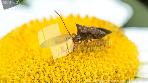 Image of Insect sucking  the nectar of a flower