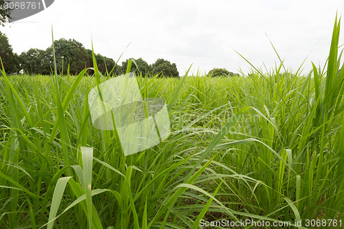 Image of Elephant Grass