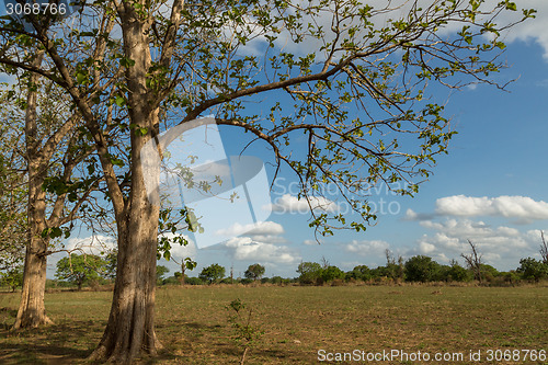 Image of Trees in the meadow