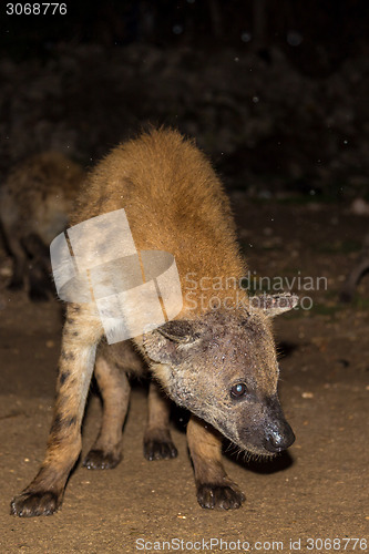 Image of Spotted wild hyena