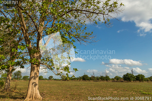 Image of Trees in the meadow