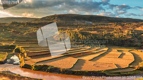 Image of Malagasy rice fields