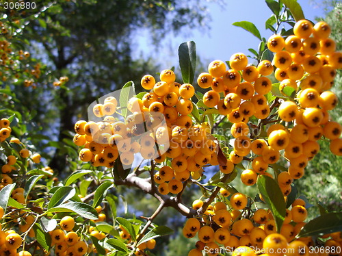 Image of orange-fruits