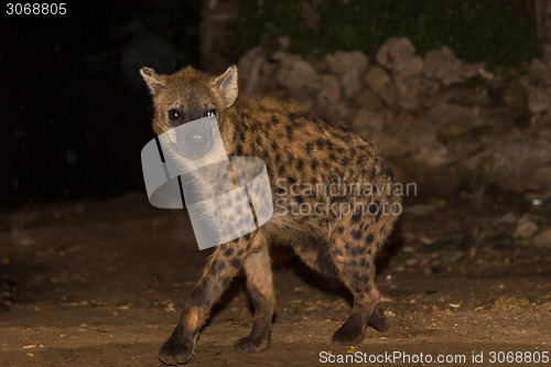 Image of Spotted wild hyena