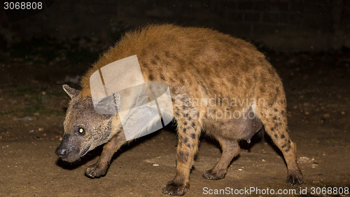 Image of pregnant wild hyena