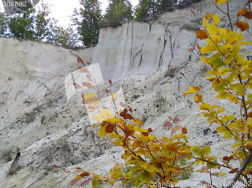 Image of leafs-autumn