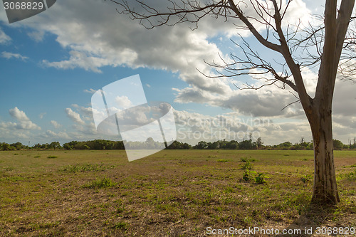 Image of Tree in the meadow