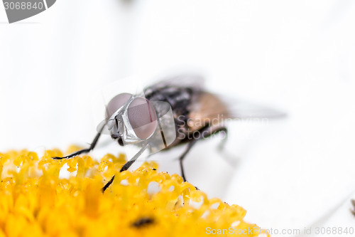 Image of House fly sucking  the nectar of a flower