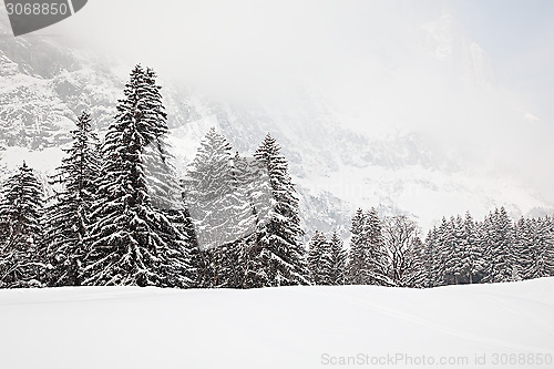 Image of Trees in the Snow