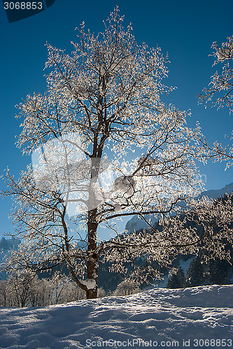 Image of Trees in the Snow