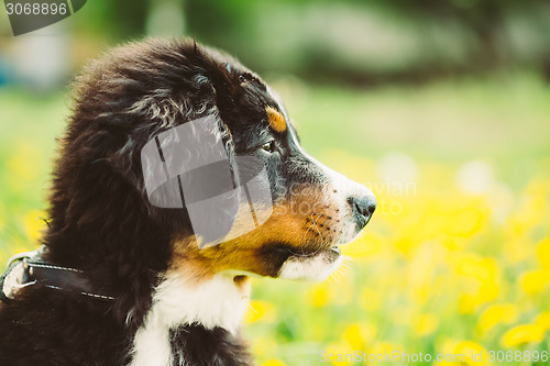 Image of Bernese Mountain Dog (Berner Sennenhund) Puppy