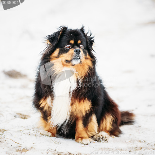 Image of Black And Brown Colors Pekingese Pekinese Peke Dog