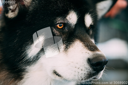 Image of Alaskan Malamute Dog Close Up Portrait