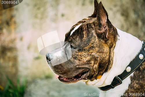 Image of American Staffordshire Terrier Outdoor