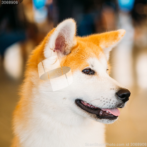 Image of Akita Dog (Akita Inu, Japanese Akita) close up portrait