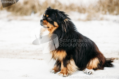 Image of Black And Brown Colors Pekingese Pekinese Peke Dog