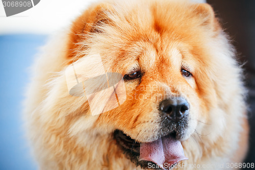 Image of Brown Chines chow chow dog 