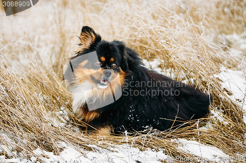 Image of Black And Brown Colors Pekingese Pekinese Peke Dog