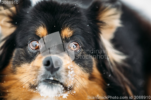 Image of Black And Brown Colors Pekingese Pekinese Peke Dog