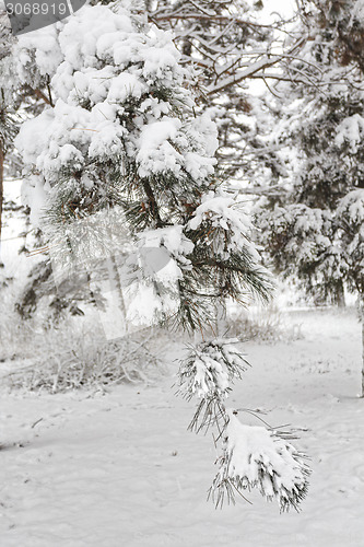 Image of Pine branch under the fluffy snow.