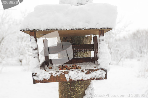 Image of Hazelnuts in a manger for squirrels.