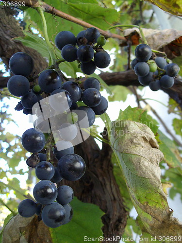 Image of bunch of grapes