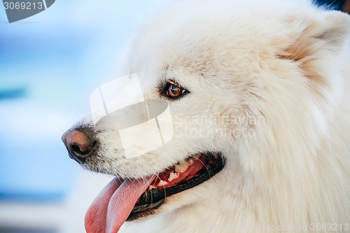 Image of White Samoyed dog