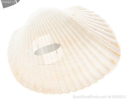 Image of Sea cockleshell isolated on white background