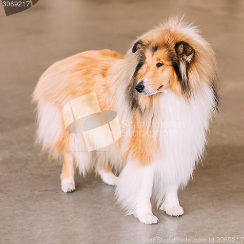 Image of Red Rough Collie Dog