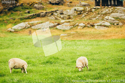 Image of Sheeps On Pasture. Norway Landscape