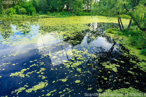 Image of Wild Bog Swamp.