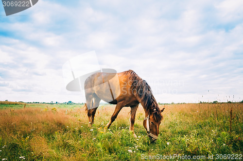 Image of Horse On Green Grass 