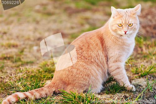 Image of Red cat sitting on green spring grass