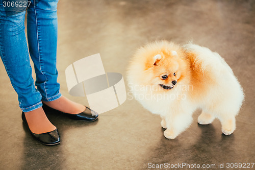 Image of Pomeranian Puppy Spitz Dog On Floor