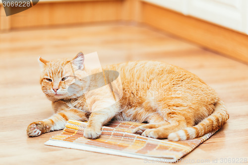 Image of Peaceful Orange Red Tabby Cat Male Kitten Sleeping In His Bed On