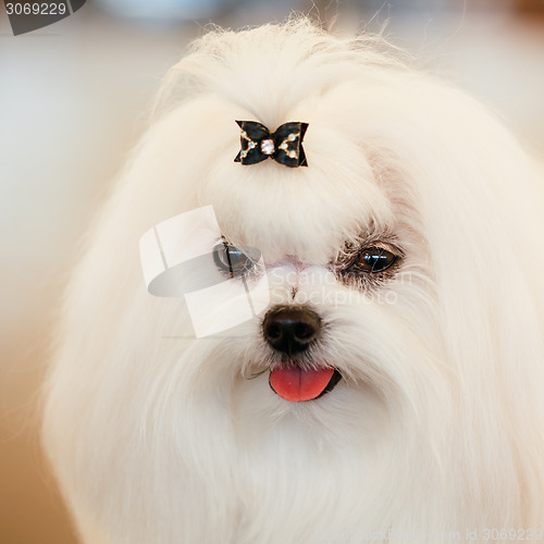 Image of Cute Shih Tzu White Toy Dog