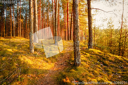 Image of Sunset In Autumn Forest