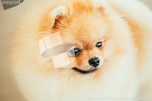 Image of Pomeranian Puppy Spitz Dog Close Up Portrait