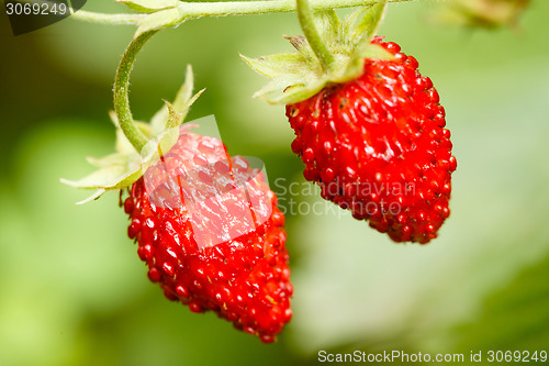 Image of Strawberry. Strawberries. Growing Organic Berries