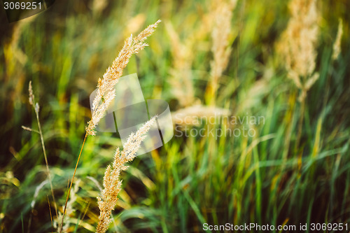 Image of Dry Red Grass Field Meadow