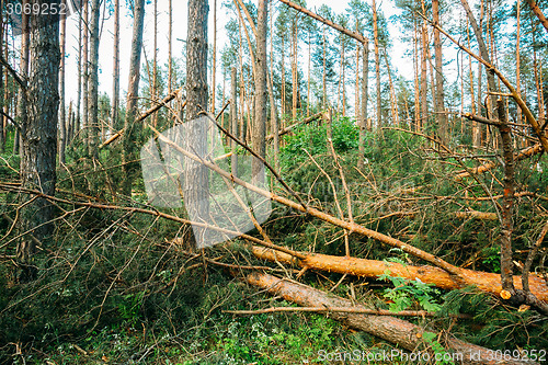 Image of Windfall in forest. Storm damage.