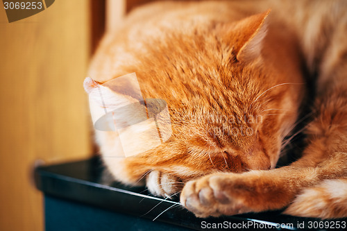 Image of Peaceful Little Red Kitten Cat Sleeping On Bed