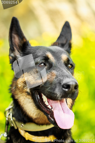 Image of German Shepherd Dog