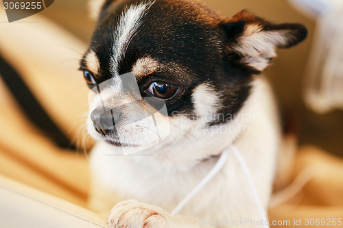 Image of Chihuahua dog close up portrait