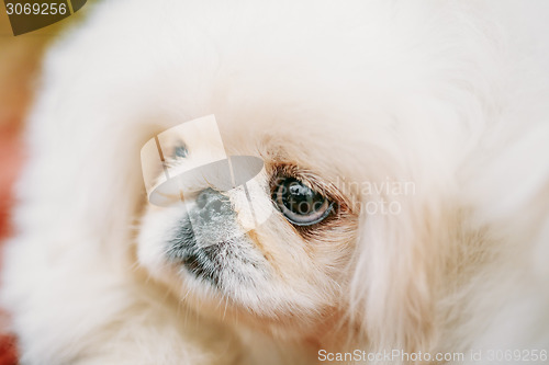 Image of White Pekingese Pekinese Peke Whelp Puppy Dog