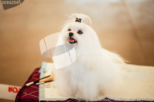 Image of Cute Shih Tzu White Toy Dog