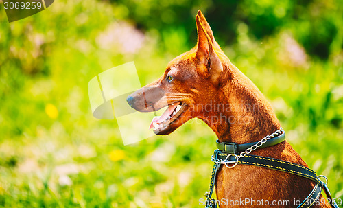 Image of Close Up Brown Dog Miniature Pinscher Head