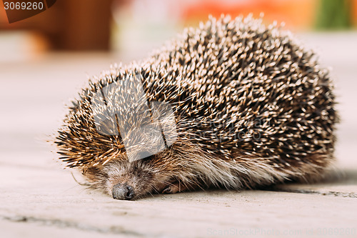 Image of Small Funny Hedgehog On Wooden Floor
